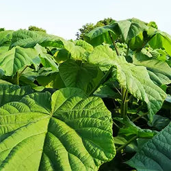 Paulownia Energy XL trees