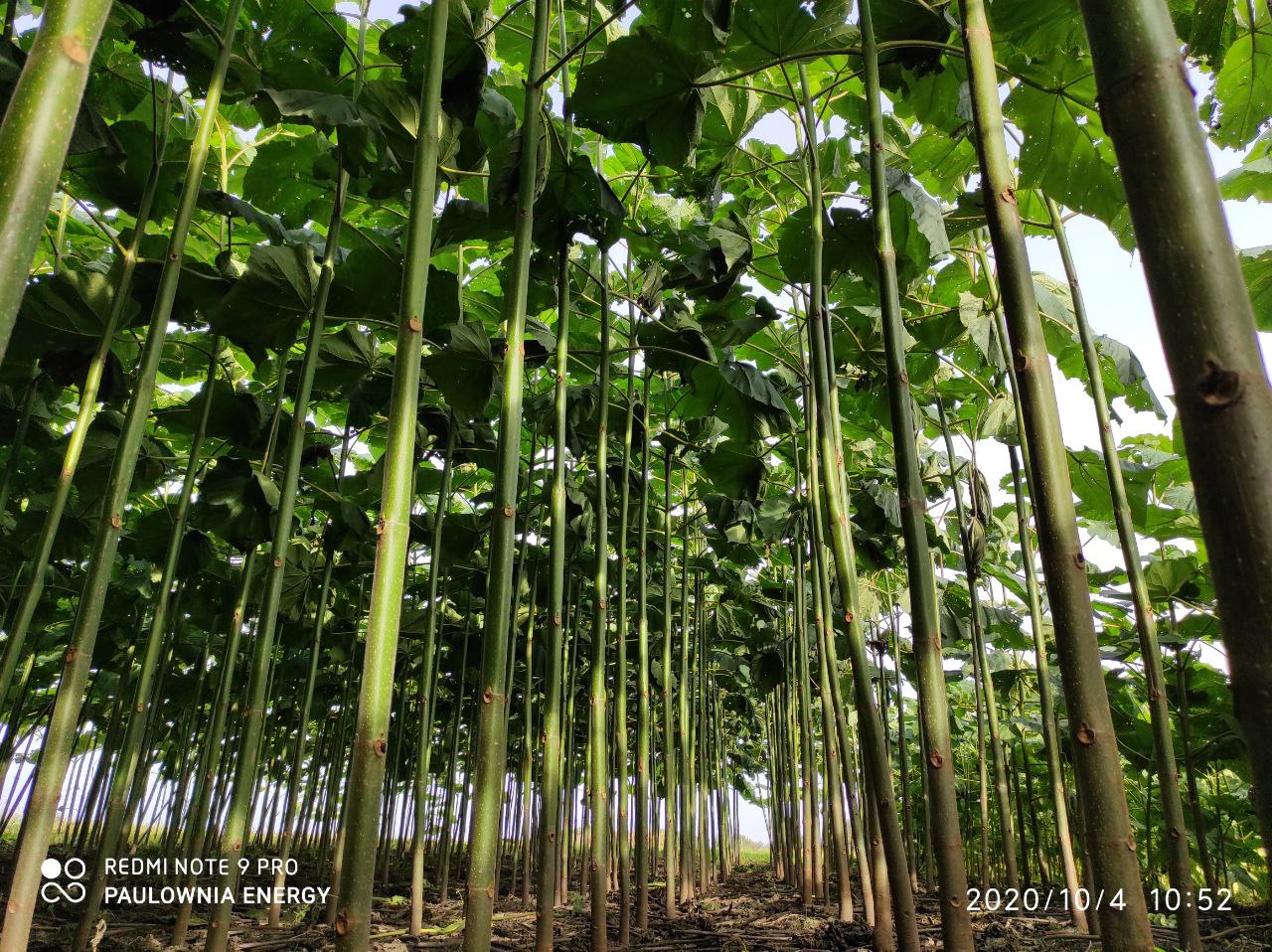Paulownia Energy tree XXL