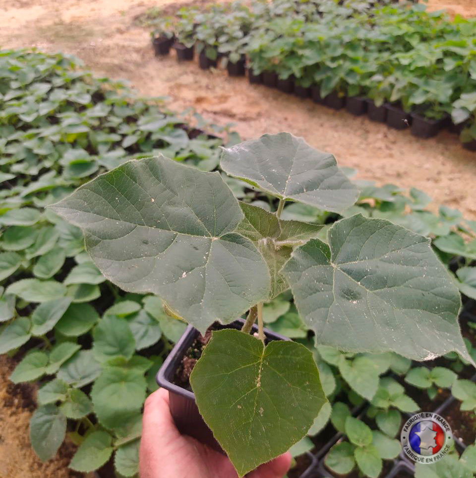 Paulownia Energy in pot 600ml