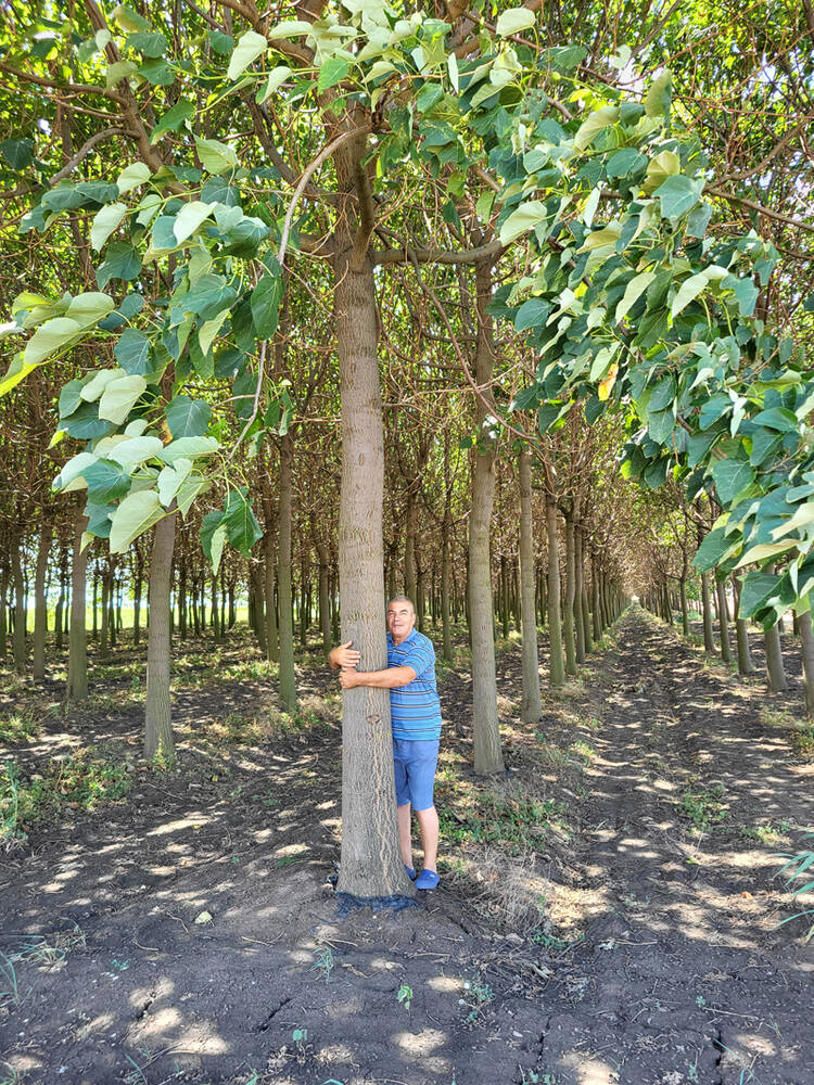Plantation de paulownia à vendre