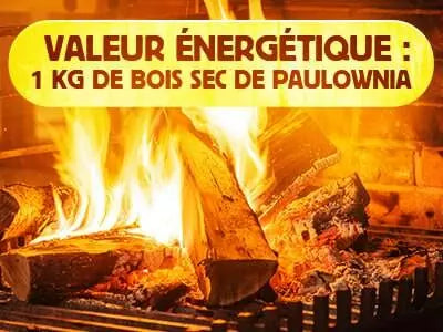 Quelle est la valeur énergétique : 1 kg de bois sec de Paulownia