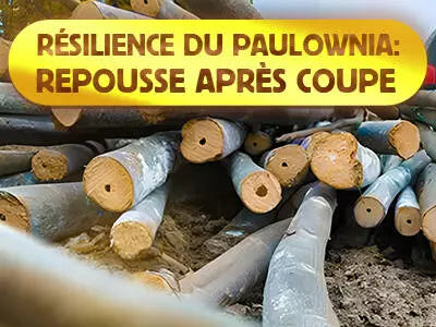 La Résilience de la Paulownia : Comprendre sa Capacité à Repousser Après la Coupe