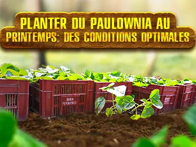 Le moment optimal pour planter le paulownia au printemps: conditions idéales pour les jeunes plants