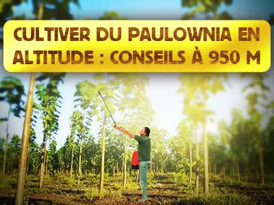 Cultiver du Paulownia en Altitude: Conseils et Adaptation à 950m