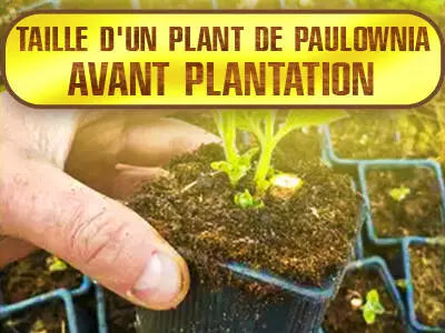 Taille d'un plant de paulownia avant plantation