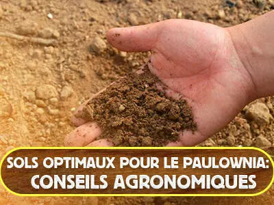 Des sols optimaux pour la culture de la Paulownia: Conseils de l'agronome.