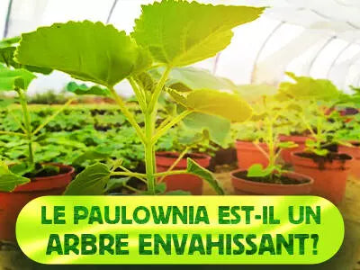 Invasivitet af paulownia