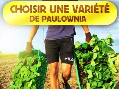 Choisir une variété de paulownia