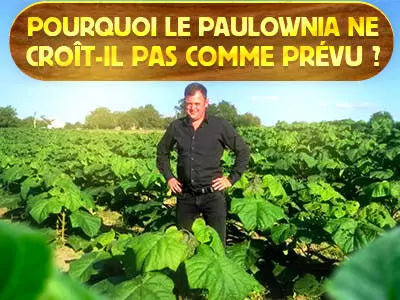 Décryptage des Mystères : Pourquoi la Paulownia Ne Croît-elle Pas comme on le Penserait ?