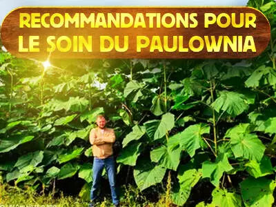 Recommandations pour le soin du Paulownia