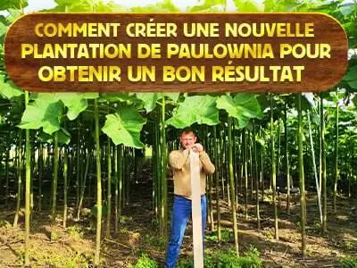 Comment créer une nouvelle plantation de paulownia pour obtenir un bon résultat