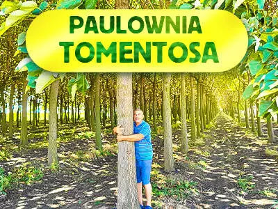 Paulownia Tomentosa