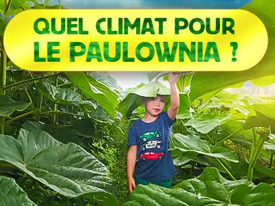 Quel climat pour le paulownia ?