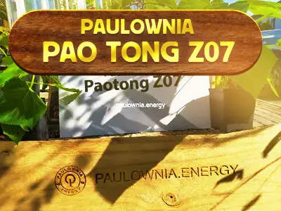 Paulownia Pao Tong Z07