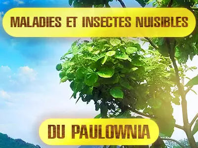 Les principales maladies et insectes nuisibles de Paulownia