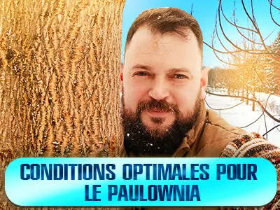 Conditions pour une croissance optimale de Paulownia
