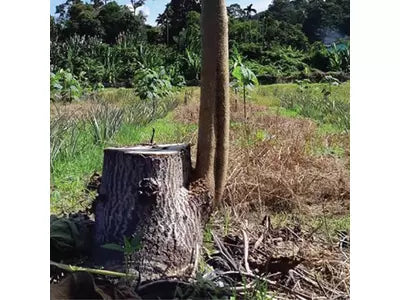Why Paulownia growing again after cutting?