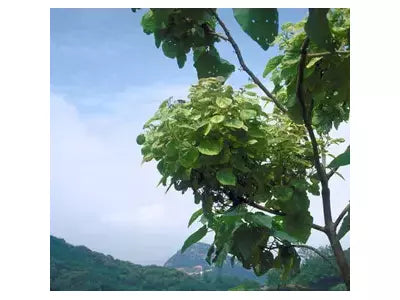 The main diseases and pests of Paulownia