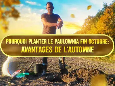 Pourquoi la fin du mois d'octobre est le meilleur moment pour planter le paulownia: caractéristiques de la plantation d'automne.