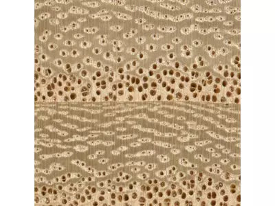 Properties and characteristics of Paulownia wood