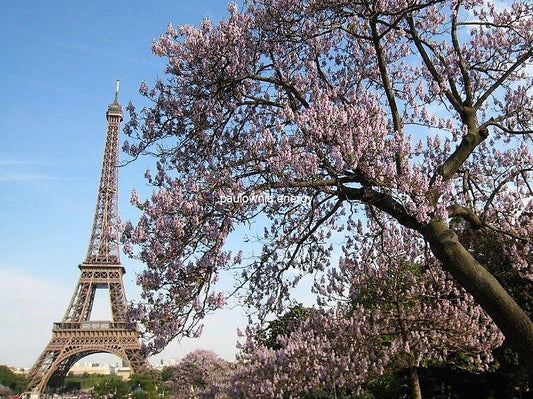 10 razones por las que la Paulownia debería estar en su jardín