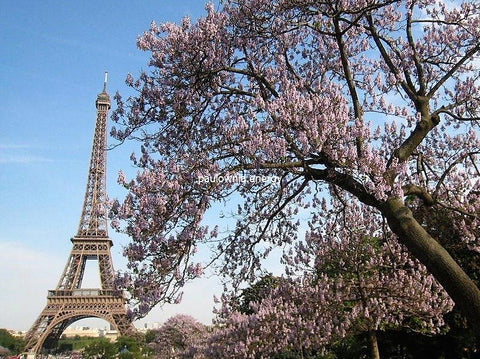 10 razones por las que la Paulownia debería estar en su jardín