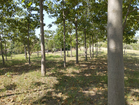 Parámetros de análisis del suelo antes de plantar paulownia