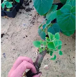 Paulownia Shan Tong L roots