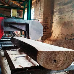 Achat de grumes rondes Paulownia