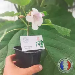 Paulownia Pao Tong Z07 in 600ml pot