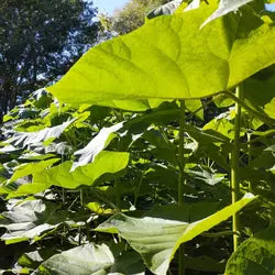Paulownia tomentose L racine