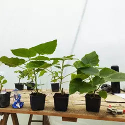 Paulownia tomentose in pots 600 ml