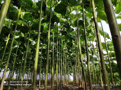Paulownia Energy tree XXL