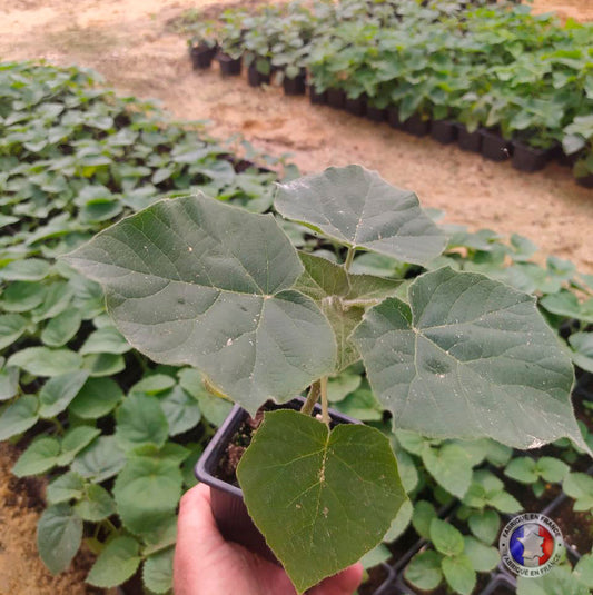 Paulownia Energy in pot 600ml